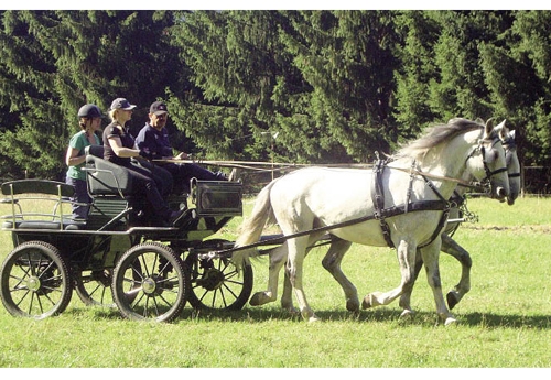Le domaine de Stambach réunit l’attelage et le dressage de haute école