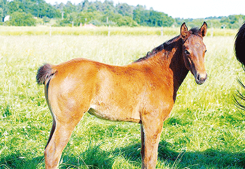 Caroube du Puy Z