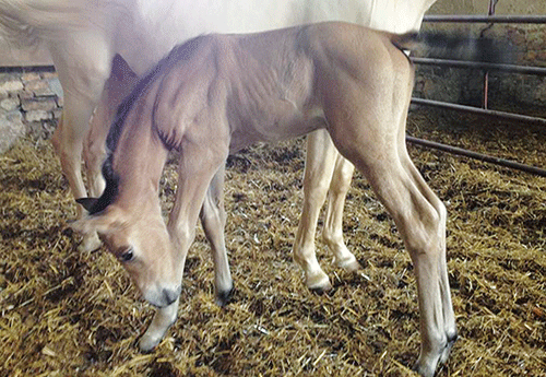 Naissance chez Chrystel Ribe