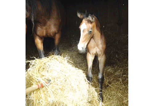 Naissance au Haras de Brullemail