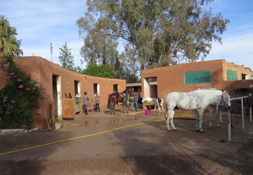 Une douzaine de chevaux dans les écuries