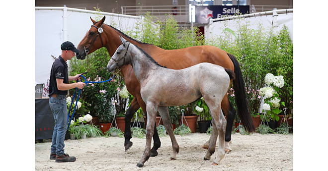 Opium des Ajoncs, 3e des femelles jeunes